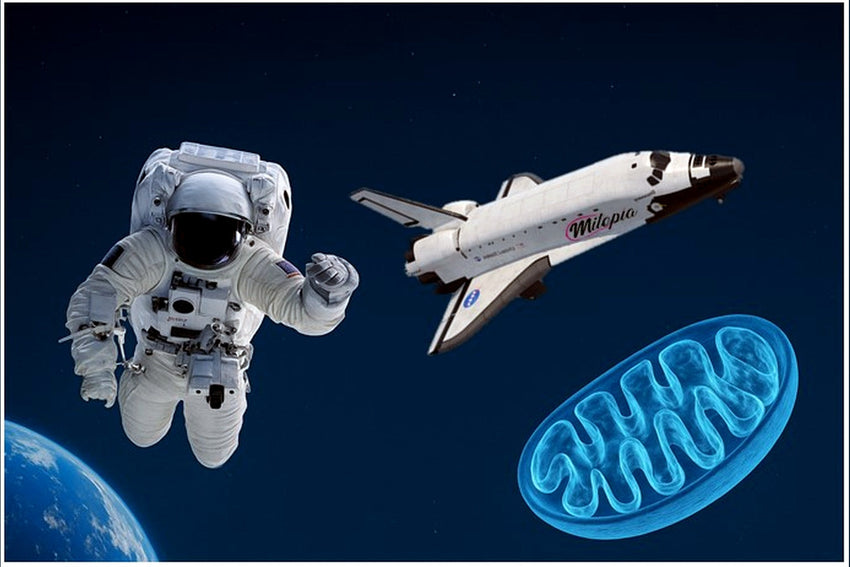 PQQ – малката молекула, която впечатли НАСА и японските учени