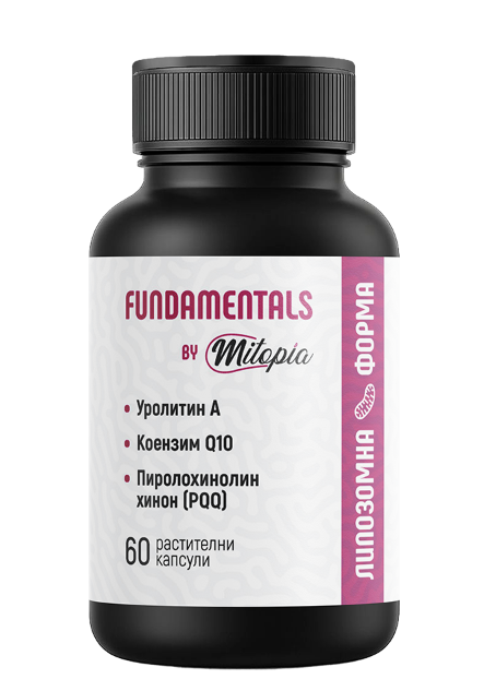 FUNDAMENTALS by Mitopia